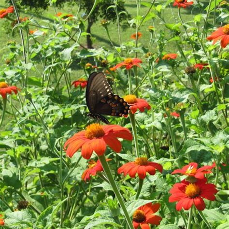 Mexican Sunflower Seeds for Butterflies