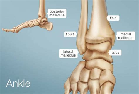 pictures  ankle