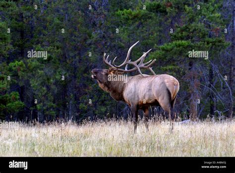 Elk bull hunting hunt trophy hi-res stock photography and images - Alamy