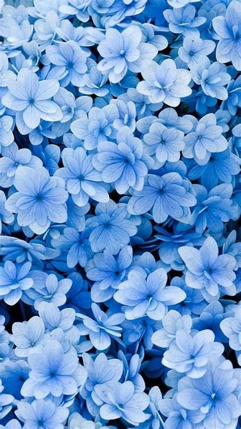 [100+] Blue Flowers Aesthetic Wallpapers | Wallpapers.com