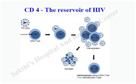 Cd4 T Cells The Reservoir And Source Of Hiv In The Human Body