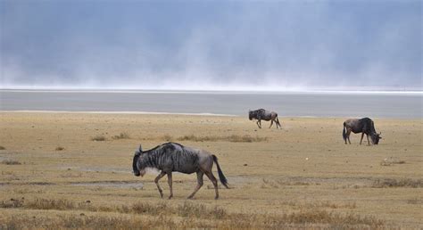 Safari Di Giorno Nel Cratere Di Ngorongoro Arusha Freetour