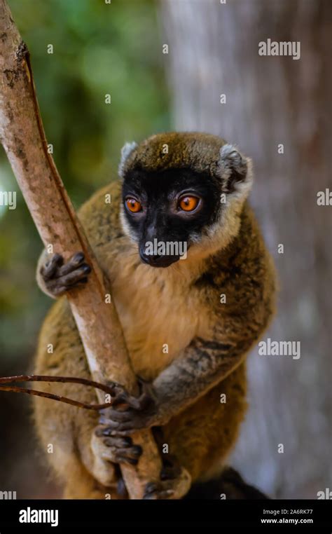 Madagascar lemur whose name is brown lemur or wild lemur or brown maki Stock Photo - Alamy