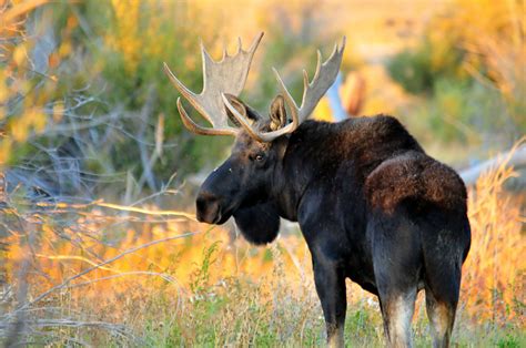 Bull Moose