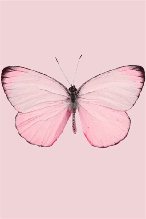 Butterfly Pictures Wallpaper iPhone | 3D iPhone Wallpaper 2022