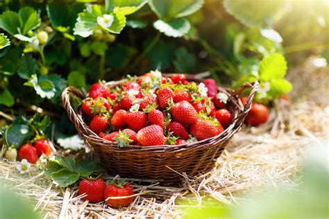 Erdbeeren selber pflücken frischer gehts nicht GoGreen