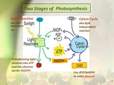 Ppt Two Stages Of Photosynthesis Powerpoint Presentation Free To