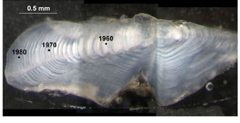 A Transverse Cross Section Of A Sagittal Otolith From A Lake Trout