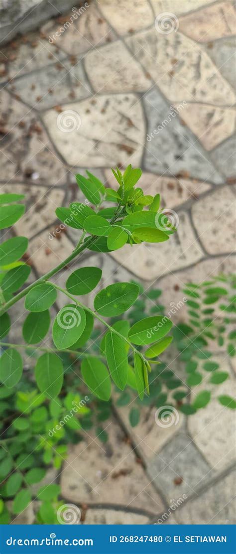 Leaf Of The Robinia Pseudoacacia Plant Close Up Stock Photo Image Of