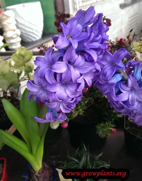 Hyacinth - How to grow & care