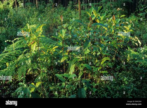 Pygeum Africanum Mueri Plantation Moca South Bioko Island