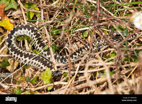 Adult Adder Hi Res Stock Photography And Images Alamy