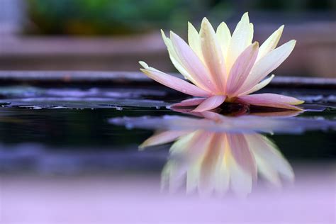 FLOR DE LOTUS Significado Cores Como Cuidar Mais Fotos