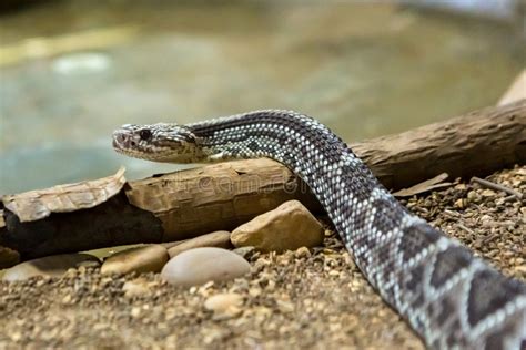 207 Diamondback Skin Snake Stock Photos - Free & Royalty-Free Stock ...