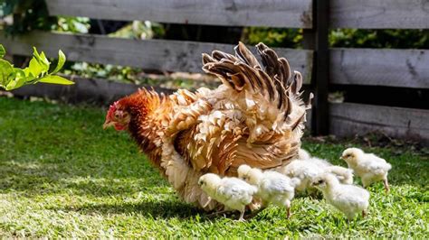 Olive Egger Chicken Breed A Comprehensive Guide To Appearance Care