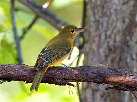 Summer Tanager - FeederWatch