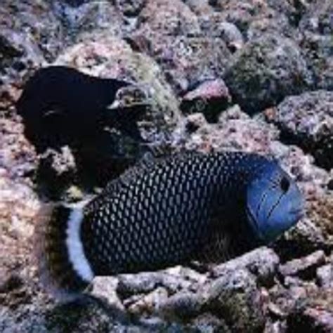 ca mo meo  cafe ca bien