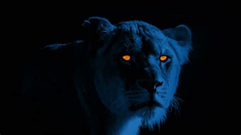 Lion with Scary Glowing Eyes Stock Footage Video (100% Royalty-free ...