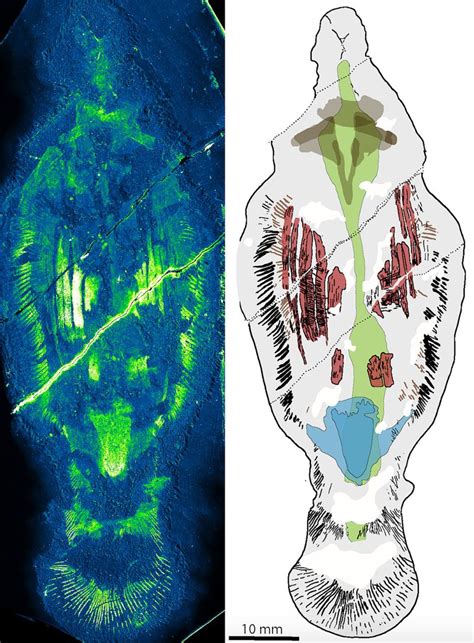 Ancient Seas Ruled by Newly Unearthed Giant Carnivorous Worms