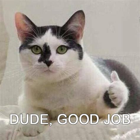 Dude, good job : r/Catmemes