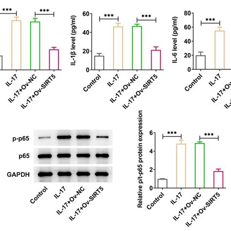 Sirt Overexpression Decreased The Levels Of Inflammatory Factors In