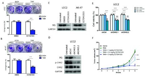 Targeting Chk By Cct Could Reverse Tam Resistance The Long Term