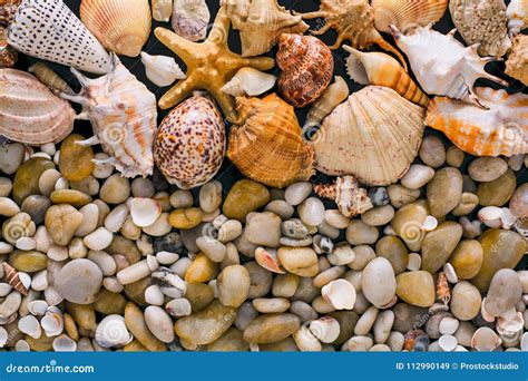 Conchas Do Mar E Fundo Dos Seixos Pedras Naturais Do Litoral Imagem De