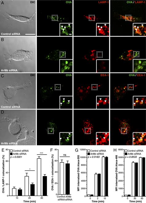 Silencing Of Arl8b Delayed The Delivery Of Ag To Lysosomes Confocal