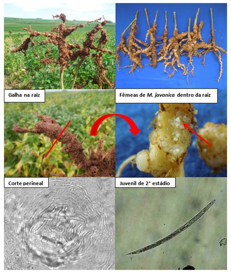 Reaction Of Soybean Cultivars To Root Knot Nematodes Revista Cultivar