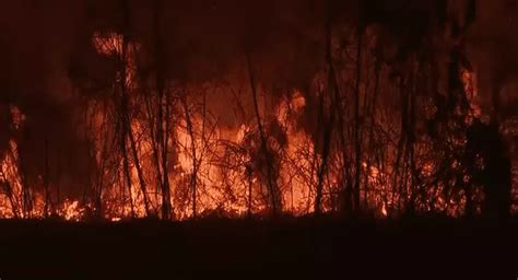 Queimadas Mataram Milh Es De Animais Vertebrados No Pantanal Em