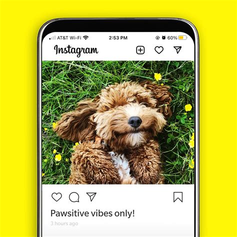 45 Best Dog Instagram Captions Readers Digest