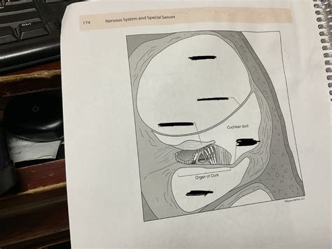 Nervous Diagram Quizlet