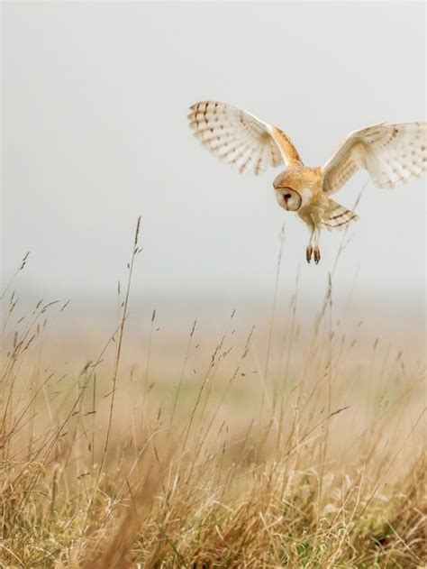 Barn Owl Photo