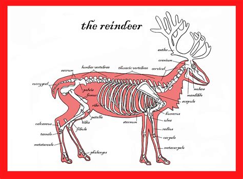 The Reindeer Skeleton Greetings Card Alternative Unique Etsy