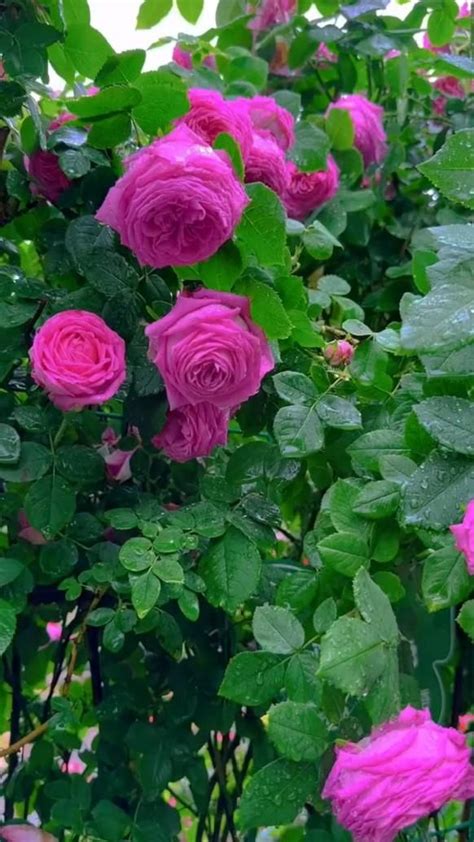 Rose Garden | Flowers, Beautiful flowers photography, Flowers photography