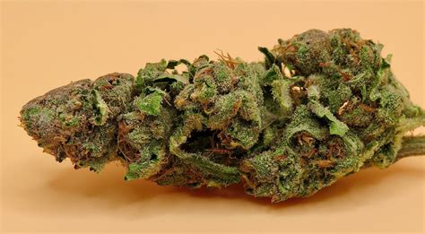 Jealousy Weed Strain Balanced Effects And Fruity Aroma Seaweed