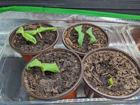 What's wrong with my cucumber seedlings? Planted 2/4 in potting soil ...