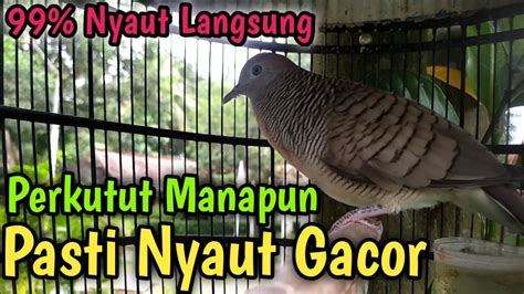 BURUNG PERKUTUT GACOR Perkutut Lokal Bangkok GACOR SUARA BESAR Jika