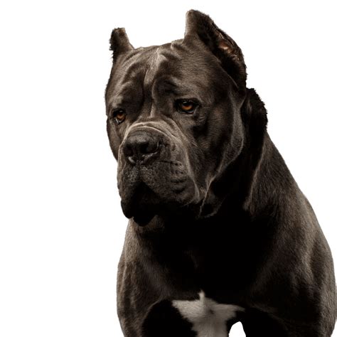 Cane Corso Descubre Todo Sobre Esta Raza De Perros Mascotas Domesticas