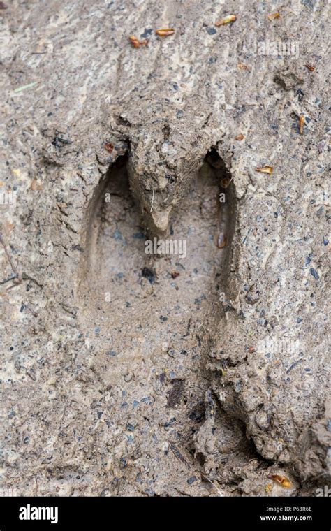 Animal Hoof Print Hi Res Stock Photography And Images Alamy