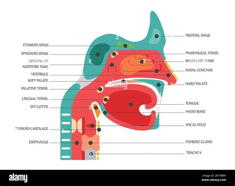 Nose Anatomy Cross Section Diagram Showing Soft Palate Paranasal