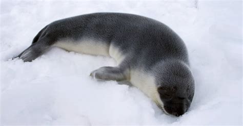 Hooded Seal - A-Z Animals