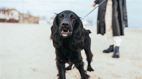 Black Cocker Spaniel: Guide to This Popular Dark Dog Breed – PawSafe