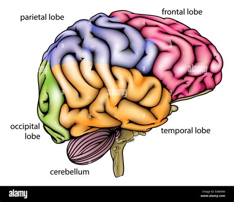 Sections du cerveau Banque d images détourées Alamy