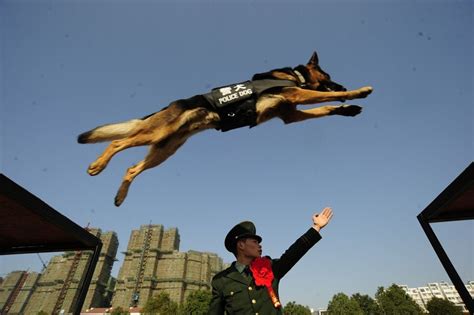 Police academy in China plans to auction off ‘coward’ dogs who failed to qualify for the force ...