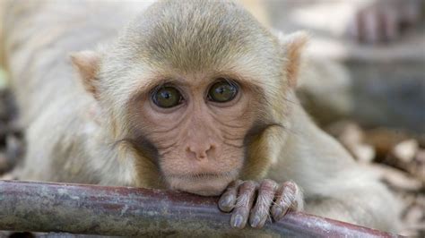 Monkeys that escaped a lab are a species used for human research since ...