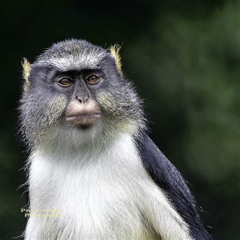 Wolfs Mona Monkey Head And Shoulder At Tampa Lowry Park Zoo Florida