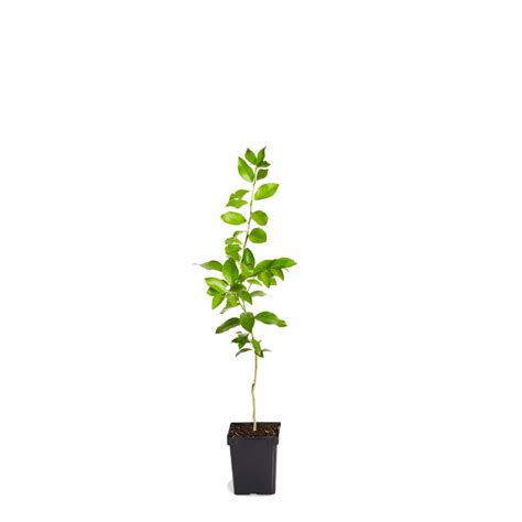 Meyer Lemon Trees for Sale | BrighterBlooms.com