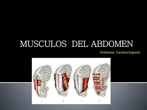 Diapositivas Musculos Del Abdomen Mariangel Futura Fisioterapeuta Udocz