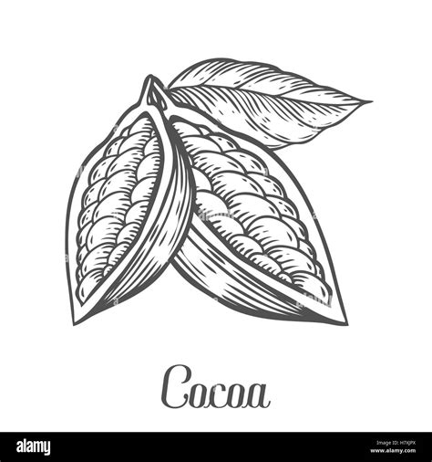 Cacao Hand Drawn Cocoa Botany Vector Illustration Doodle Of Healthy